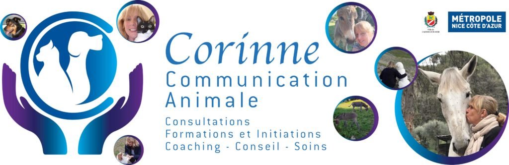 Nextnet Agence Communication Freelance Nice Corinne Animal Bache 1024x333